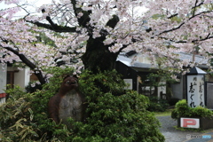 京都の店前の桜