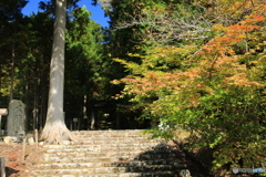 常照皇寺 紅葉1