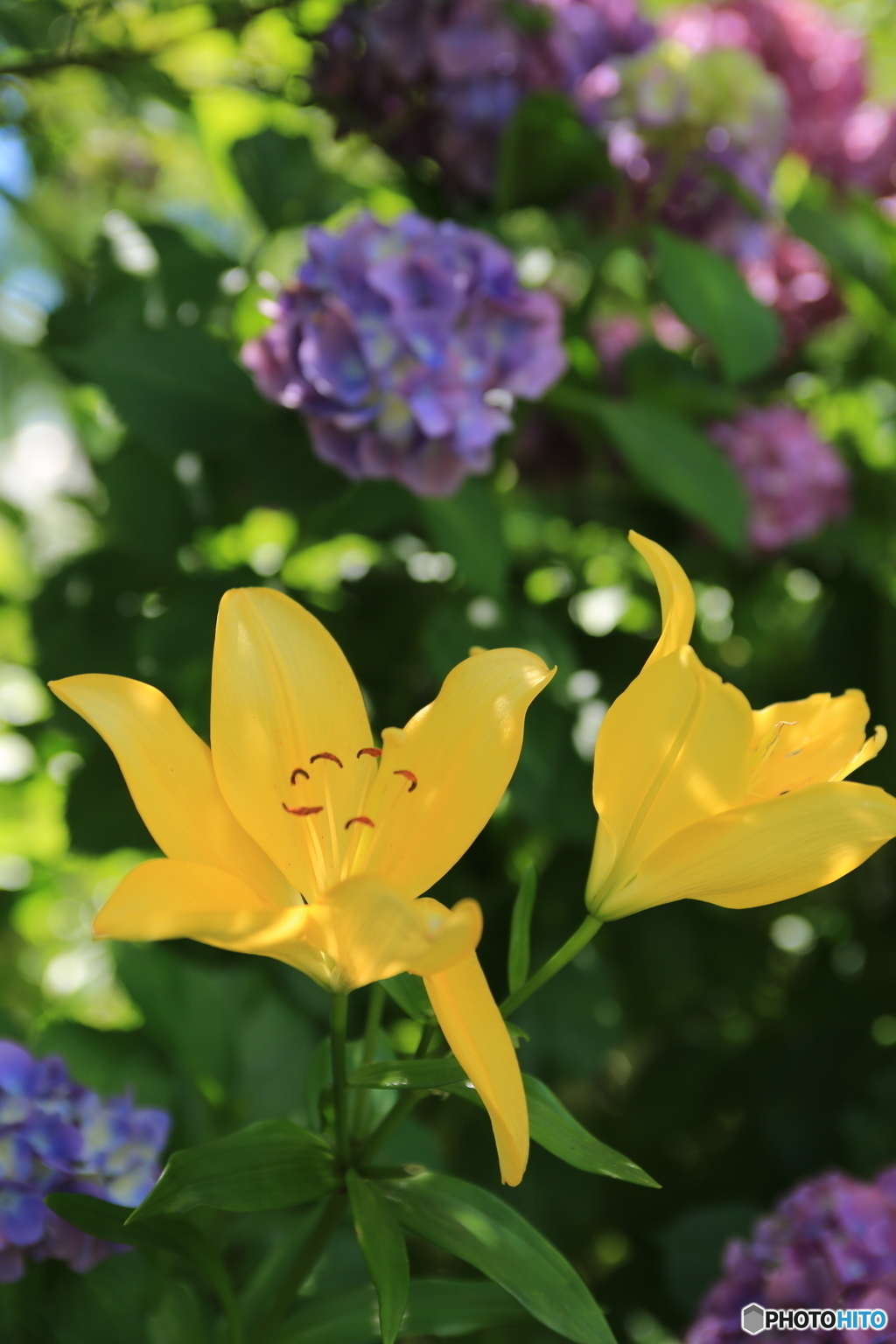 ゆりと紫陽花