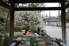 道明寺天満宮・梅