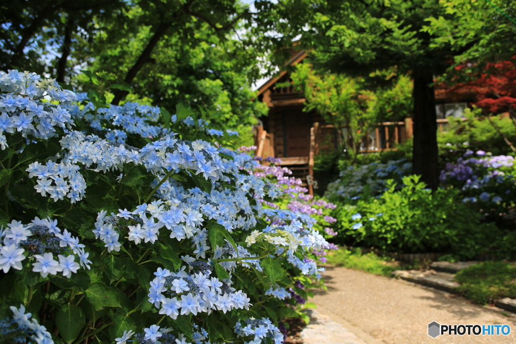 紫陽花の道