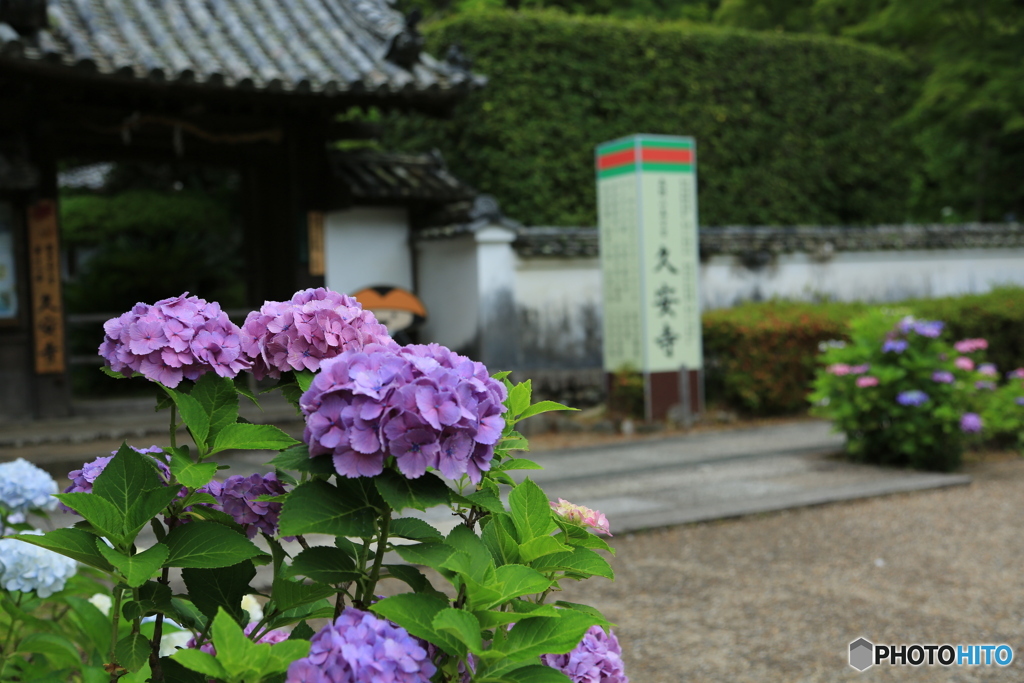 門前の紫陽花