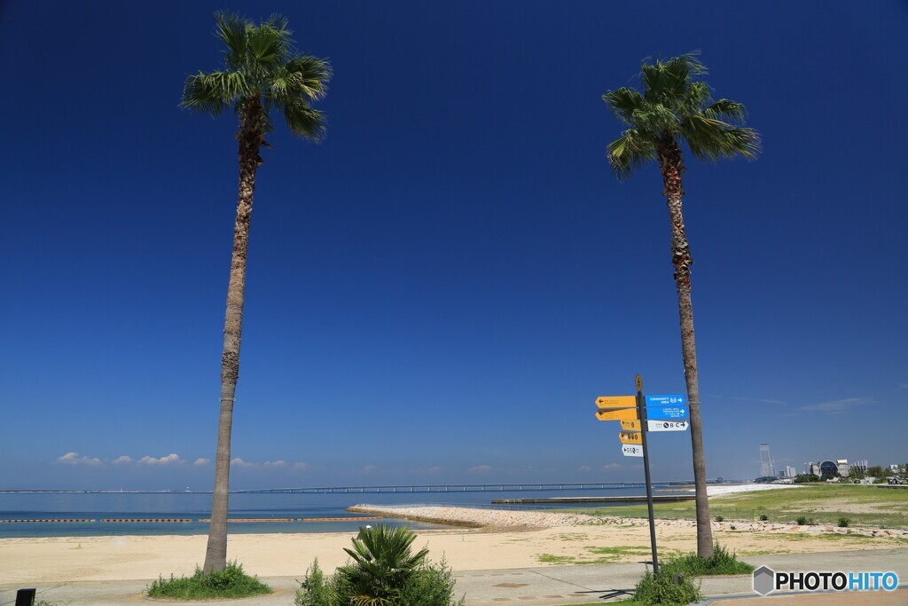 ヤシの木と道標