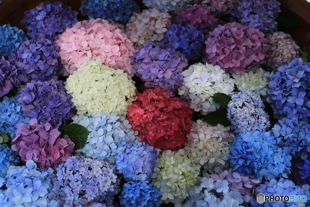 紫陽花がいっぱい