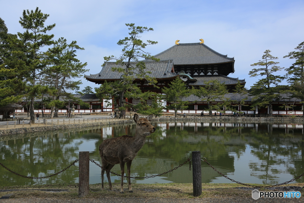 東大寺の前の池