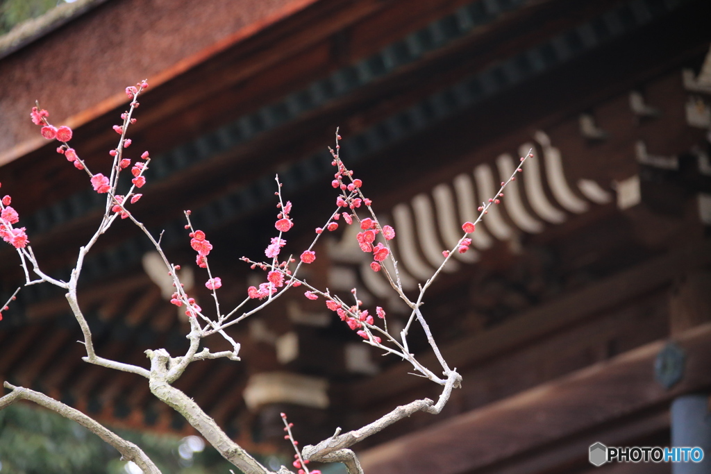 道明寺天満宮・梅