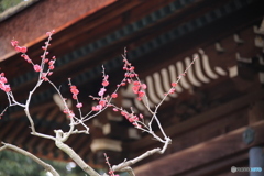 道明寺天満宮・梅