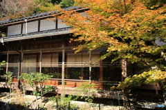 常照皇寺 紅葉3