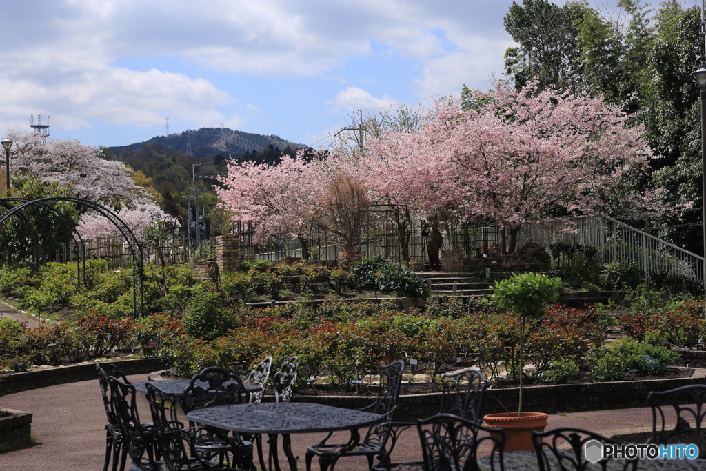 野外カフェと桜
