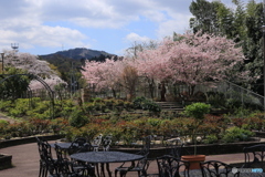 野外カフェと桜