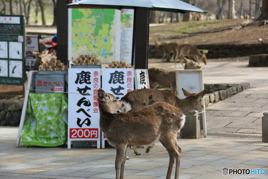 鹿せんべいの前の鹿