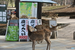 鹿せんべいの前の鹿