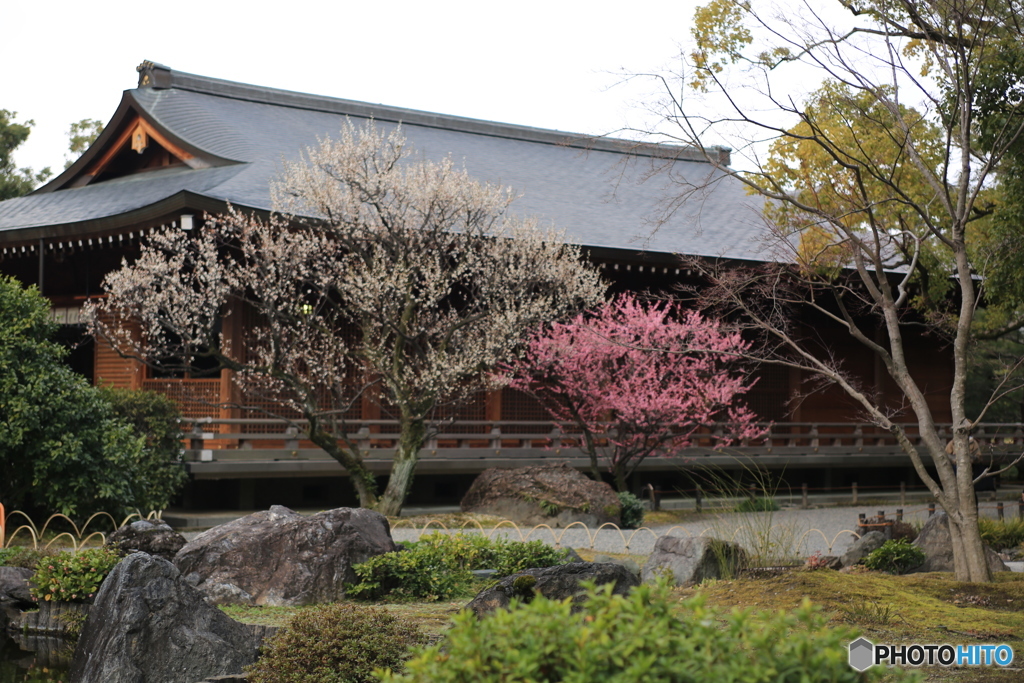 城南宮・庭園　梅