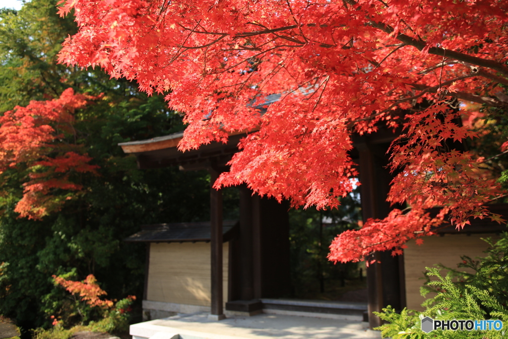 門の紅葉2