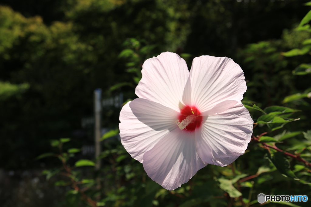 花　一輪