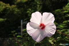 花　一輪