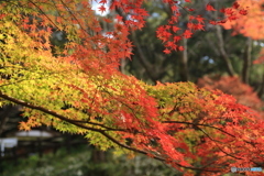 紅葉２
