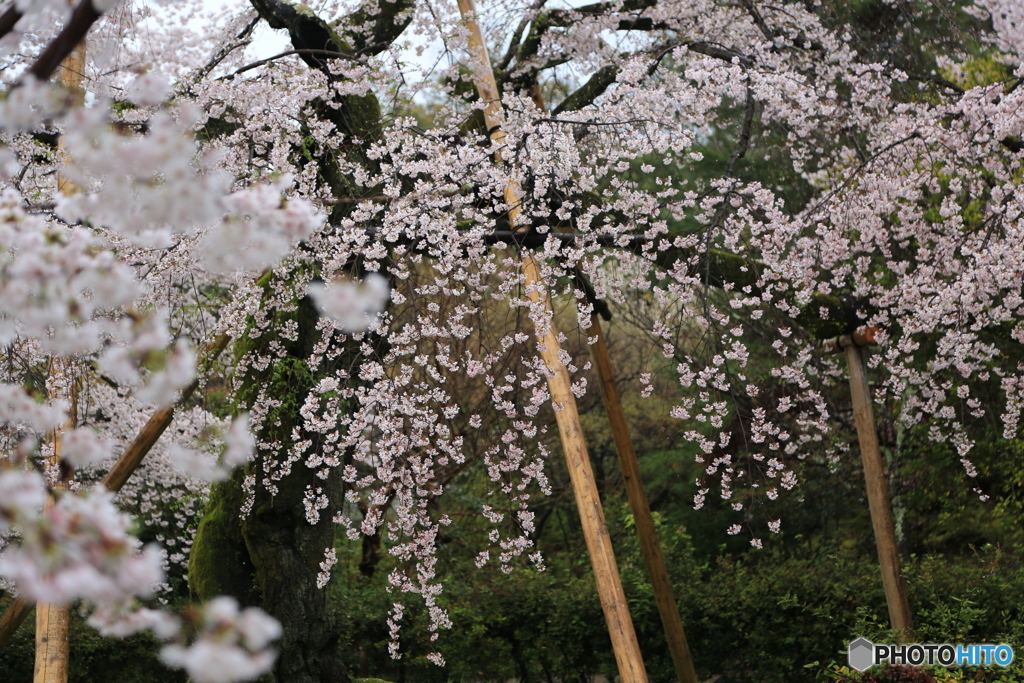円山公園の枝垂れ桜
