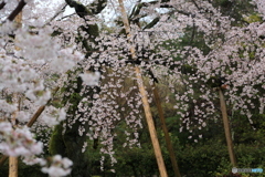 円山公園の枝垂れ桜