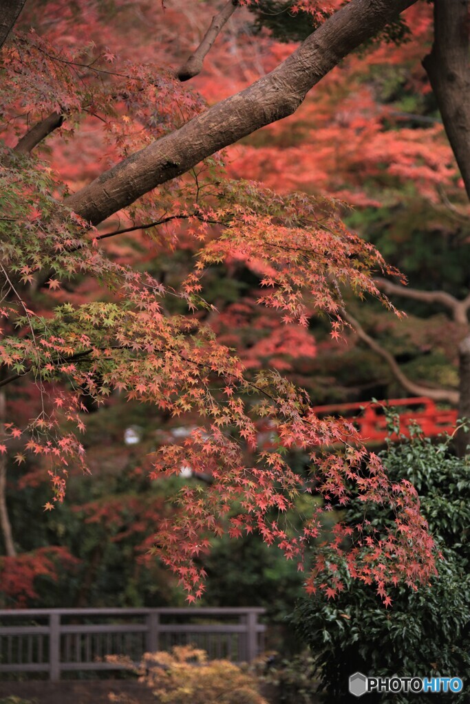 紅葉3