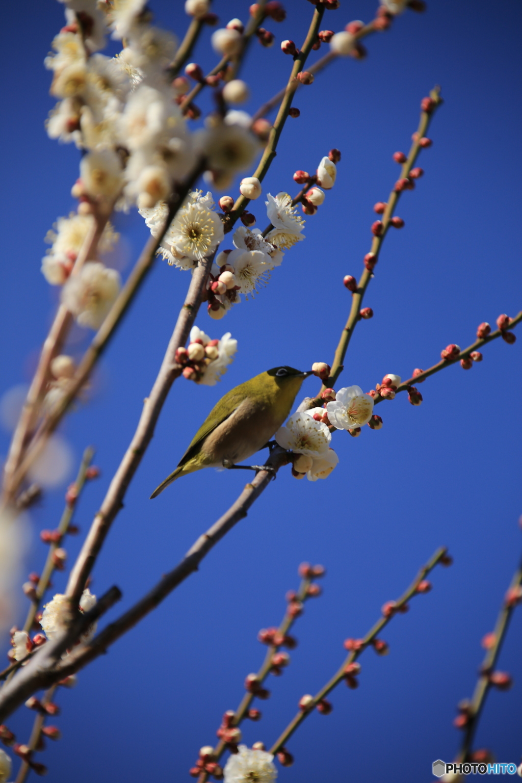 梅に鳥
