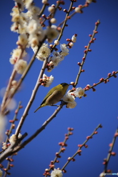 梅に鳥