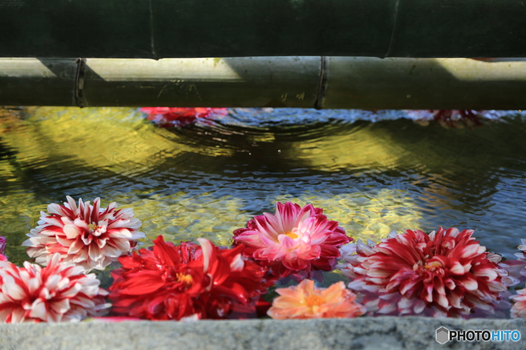 水の中の花2