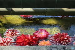 水の中の花2