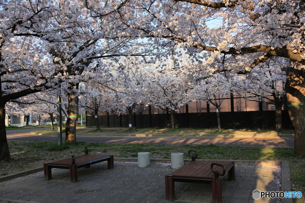 ベンチと桜