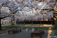ベンチと桜