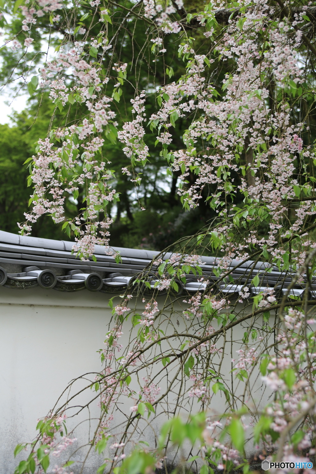 葉桜の枝垂桜