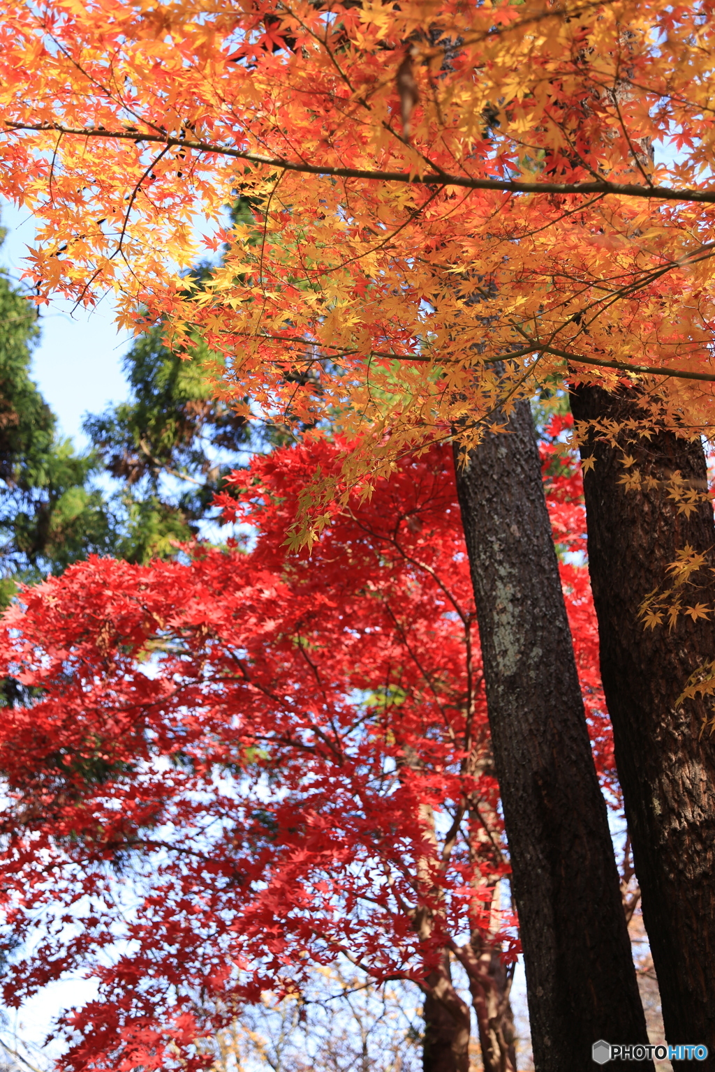 最後の紅葉