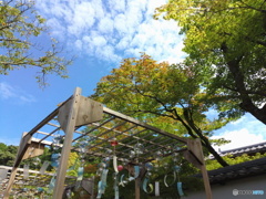 夏の終わりに撮りました