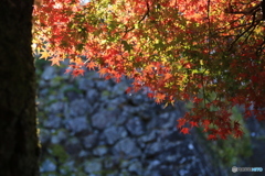 石垣の紅葉