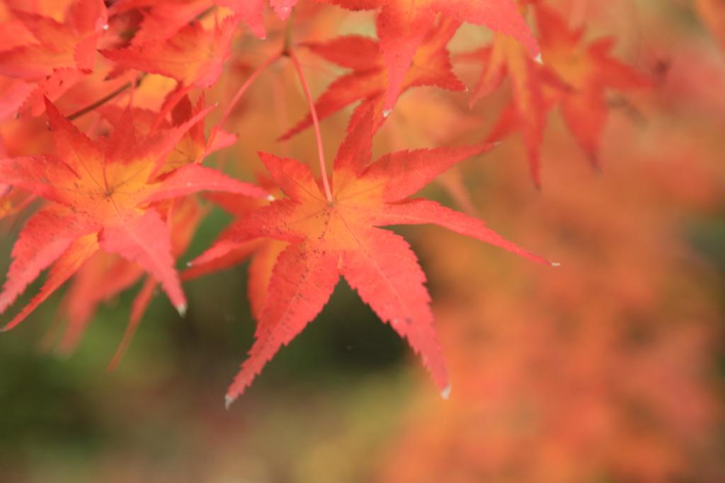 紅葉