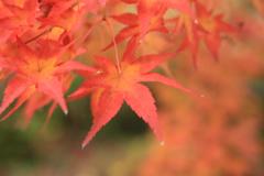 紅葉