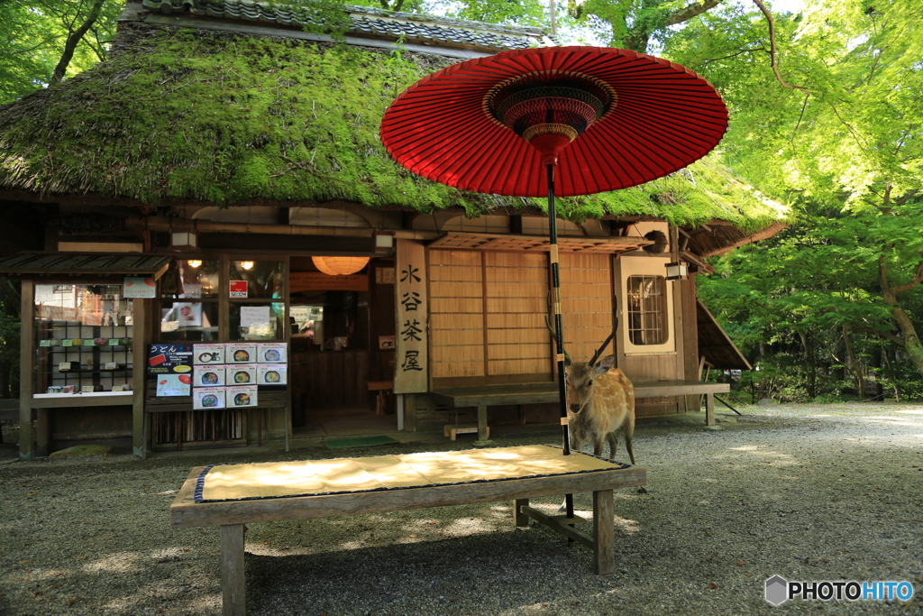 お茶屋に鹿