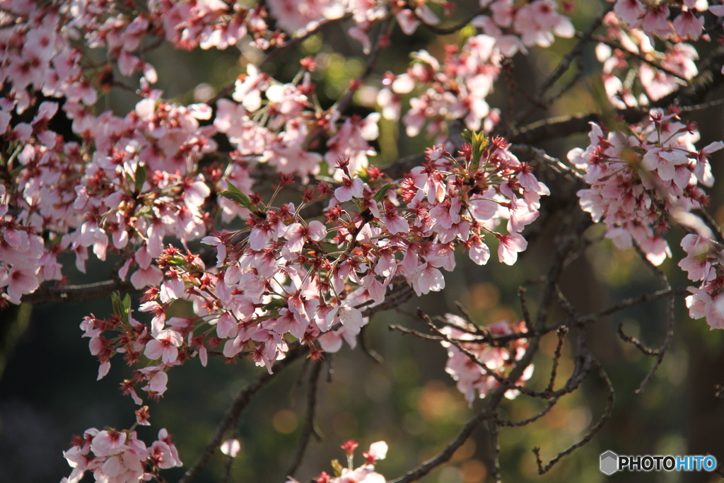明日香村　桜