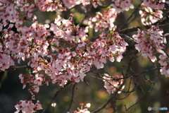 明日香村　桜
