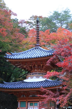 牛滝山の紅葉1