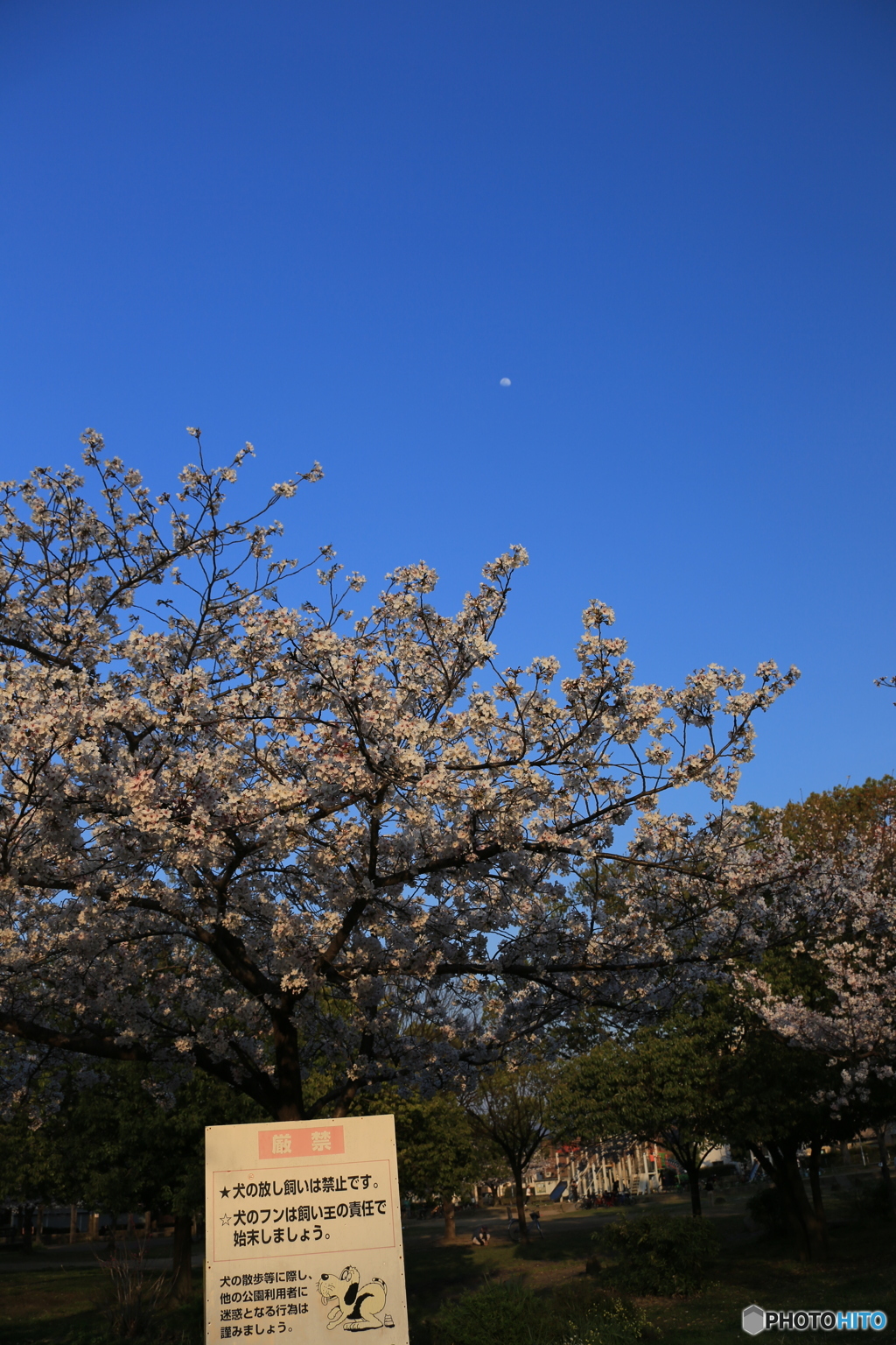 月が観えますか