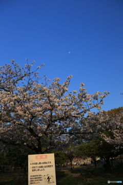 月が観えますか
