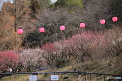 梅まつり