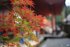 もみじ　4