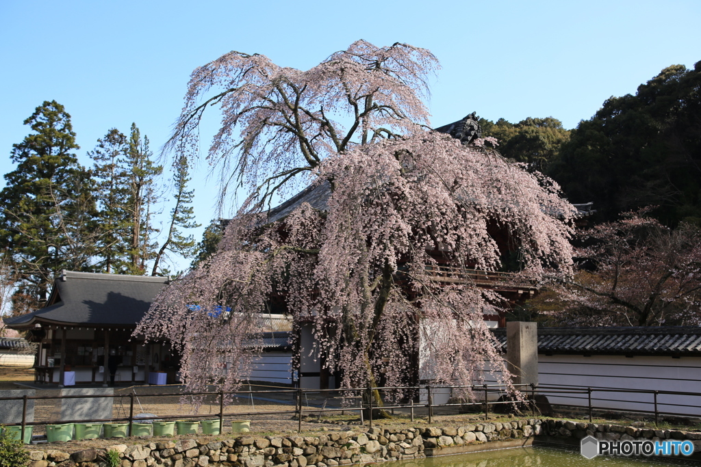 金剛寺　枝垂れ桜