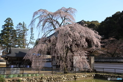 金剛寺　枝垂れ桜