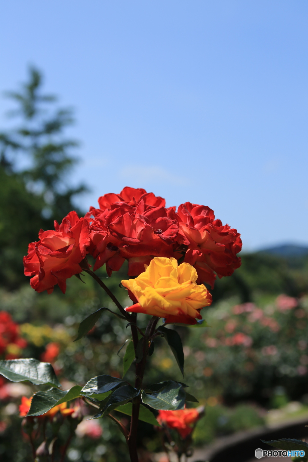 薔薇