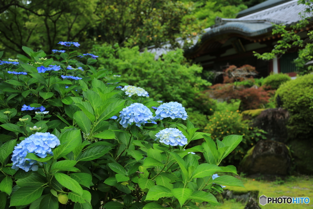 紫陽花風景
