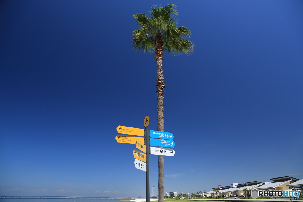 ヤシの木と道標2