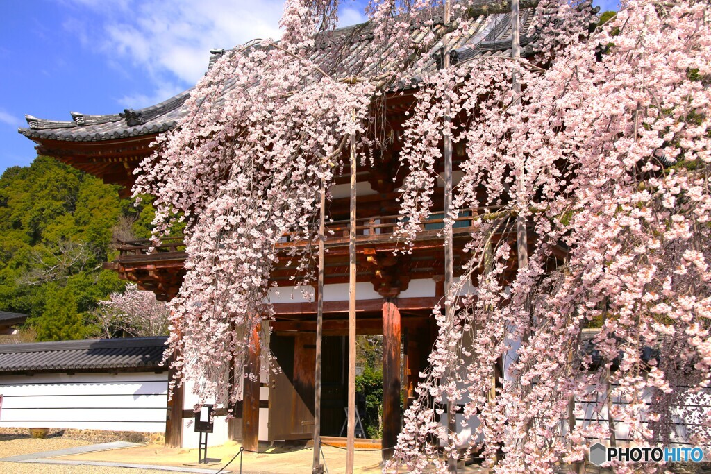 金剛寺・枝垂れ桜